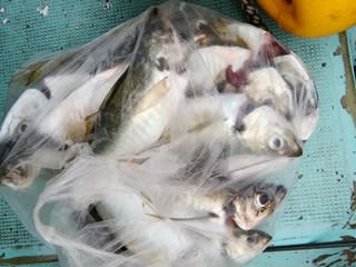 松福丸 釣果