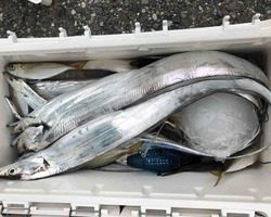 久里浜黒川本家 釣果