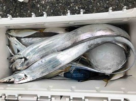 久里浜黒川本家 釣果