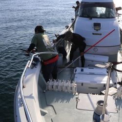 スカイマリン 釣果