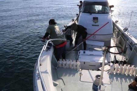 スカイマリン 釣果