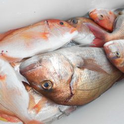 こうゆう丸 釣果