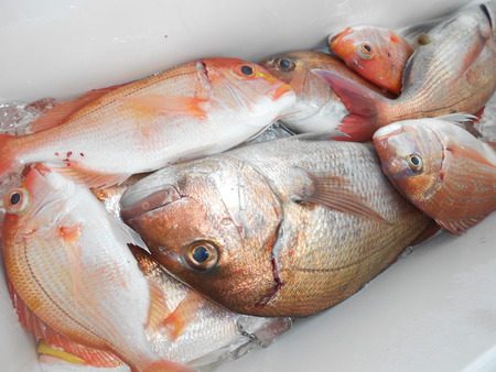 こうゆう丸 釣果