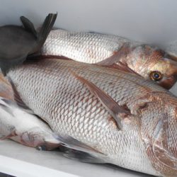 こうゆう丸 釣果