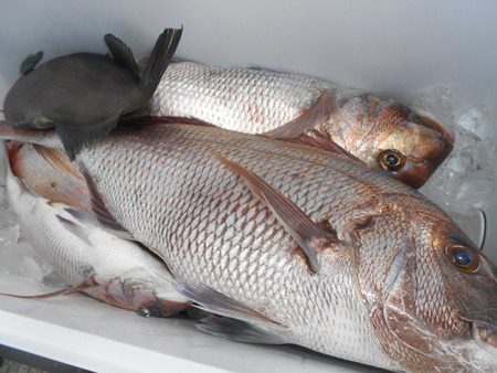 こうゆう丸 釣果