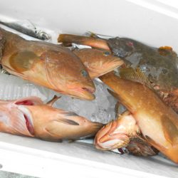 こうゆう丸 釣果