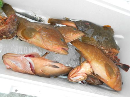 こうゆう丸 釣果