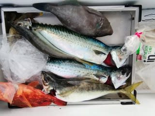 松福丸 釣果
