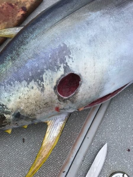 へいみつ丸 釣果