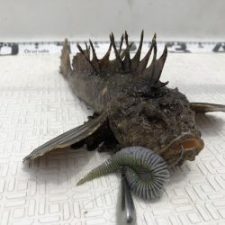 Magic(マジック) 釣果