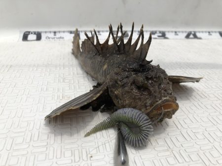 Magic(マジック) 釣果