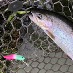 フィッシング サンクチュアリ 釣果