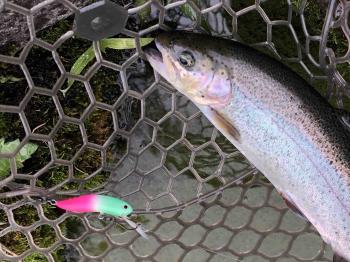 フィッシング サンクチュアリ 釣果