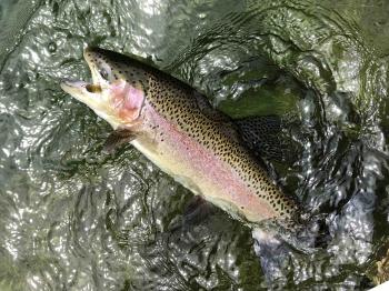 フィッシング サンクチュアリ 釣果