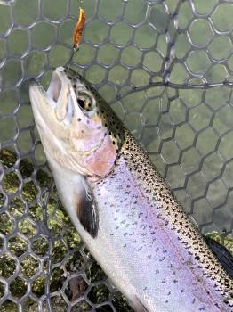 フィッシング サンクチュアリ 釣果