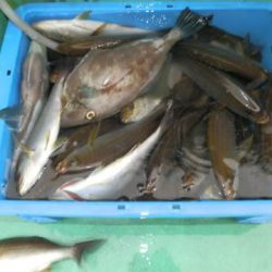 第二むつ漁丸 釣果