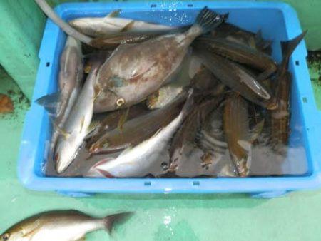 第二むつ漁丸 釣果