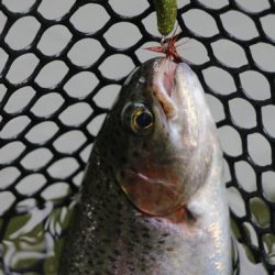 小菅トラウトガーデン 釣果