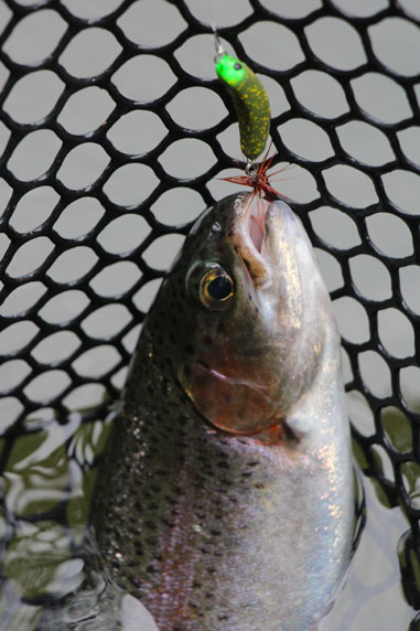 小菅トラウトガーデン 釣果