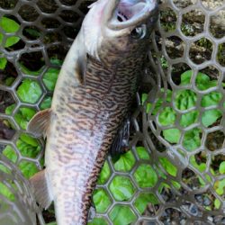 小菅トラウトガーデン 釣果