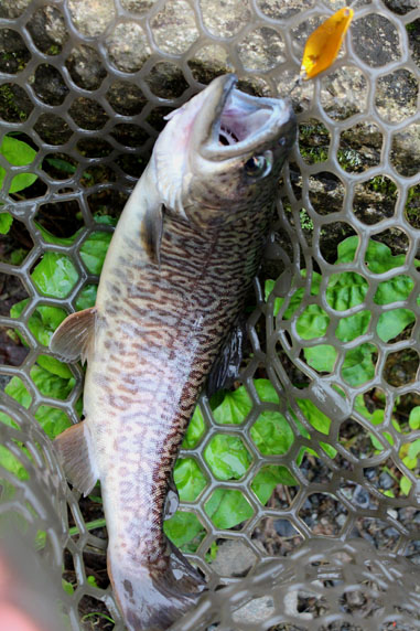 小菅トラウトガーデン 釣果