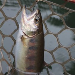 小菅トラウトガーデン 釣果