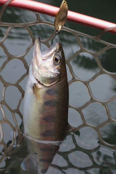 小菅トラウトガーデン 釣果