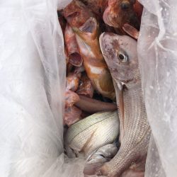 リトルワン 釣果