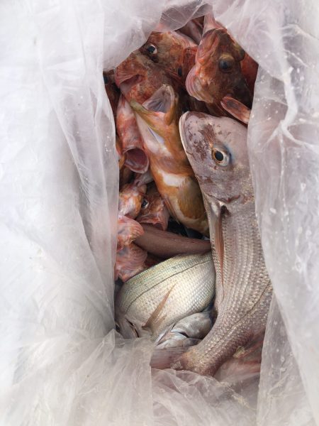 リトルワン 釣果