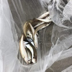 リトルワン 釣果