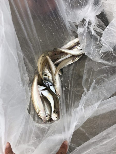 リトルワン 釣果