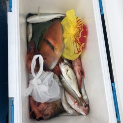 リトルワン 釣果