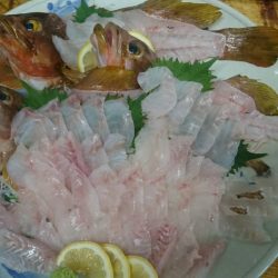 リトルワン 釣果