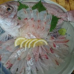 リトルワン 釣果