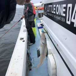 リトルワン 釣果