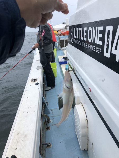 リトルワン 釣果