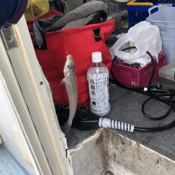 リトルワン 釣果