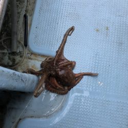 リトルワン 釣果