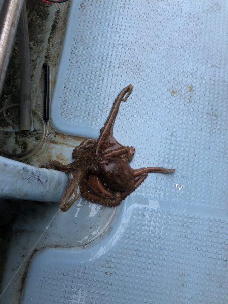 リトルワン 釣果