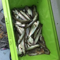 リトルワン 釣果