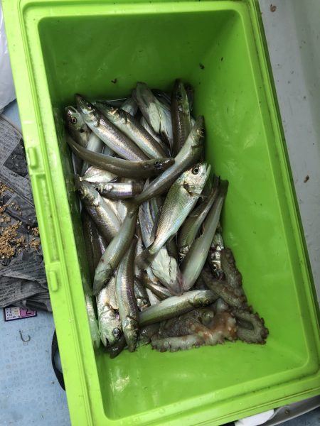 リトルワン 釣果