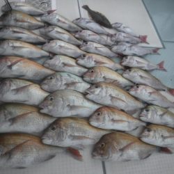 遊漁船 幸友丸 釣果