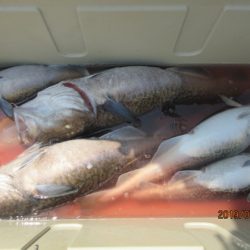 大進丸（新潟） 釣果