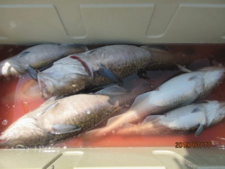 大進丸（新潟） 釣果