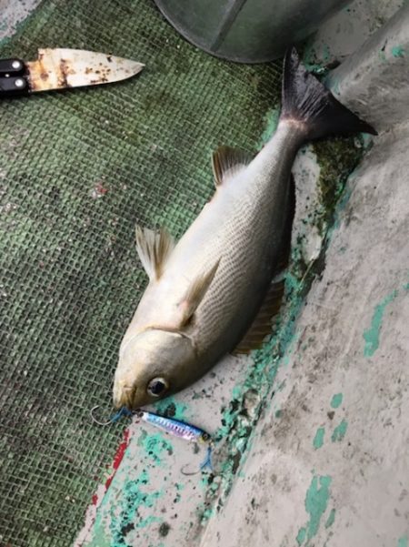 たいし丸 釣果
