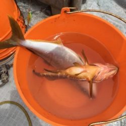 シーモンキー 釣果