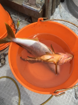 シーモンキー 釣果