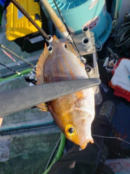 たいし丸 釣果