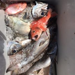 たいし丸 釣果