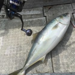 シーモンキー 釣果